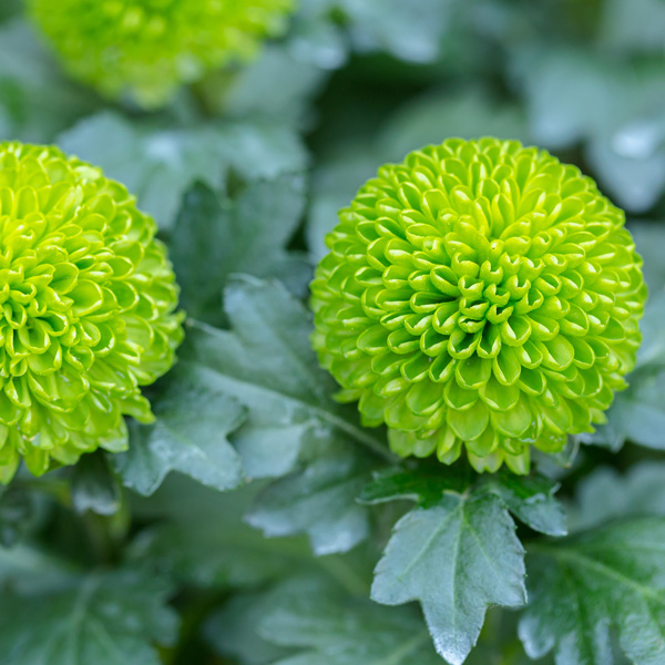 Chrysanthemum Feeling Green