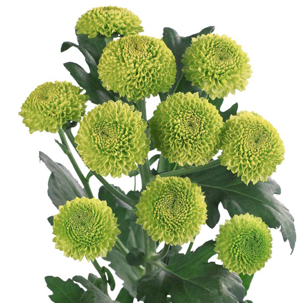 Chrysanthemum Feeling Green