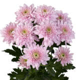 Chrysanthemum Karma Pink