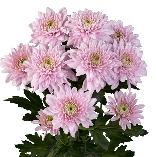 Chrysanthemum Karma Pink