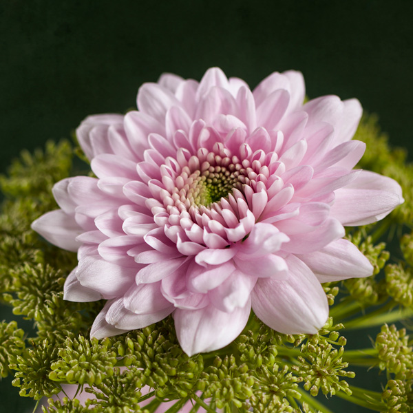 Chrysanthemum Karma Pink