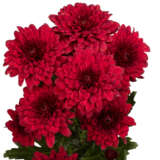 Chrysanthemum Lamira Red