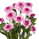 Chrysanthemum Lollipop Pink