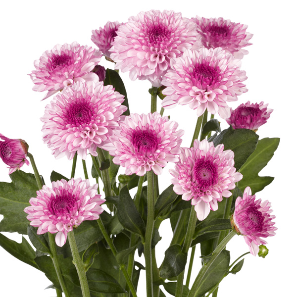 Chrysanthemum Lollipop Pink