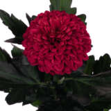 Chrysanthemum Lollipop Red