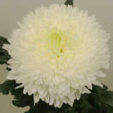 Chrysanthemum Magnum White P10chrmwh - Garden Express Australia