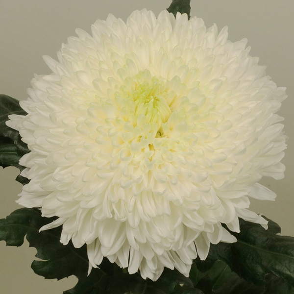 Chrysanthemum Magnum White