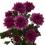 Chrysanthemum Malibu Purple P10chrmpp - Garden Express Australia