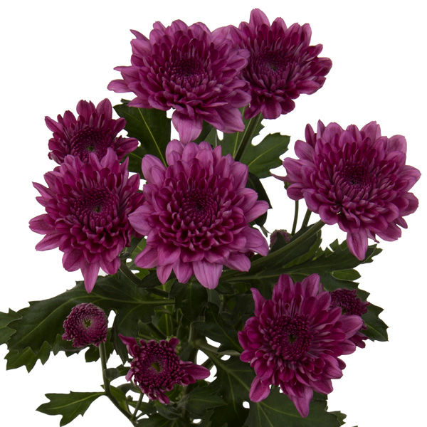 Chrysanthemum Malibu Purple