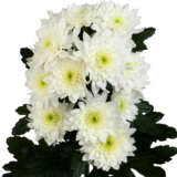 Chrysanthemum Pastela Cava P10chrpca - Garden Express Australia