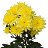 Chrysanthemum Pina Colada Yellow P10chrpcl - Garden Express Australia