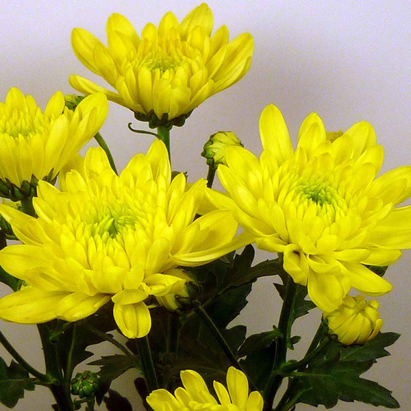 Chrysanthemum Zembla Sunny Yellow