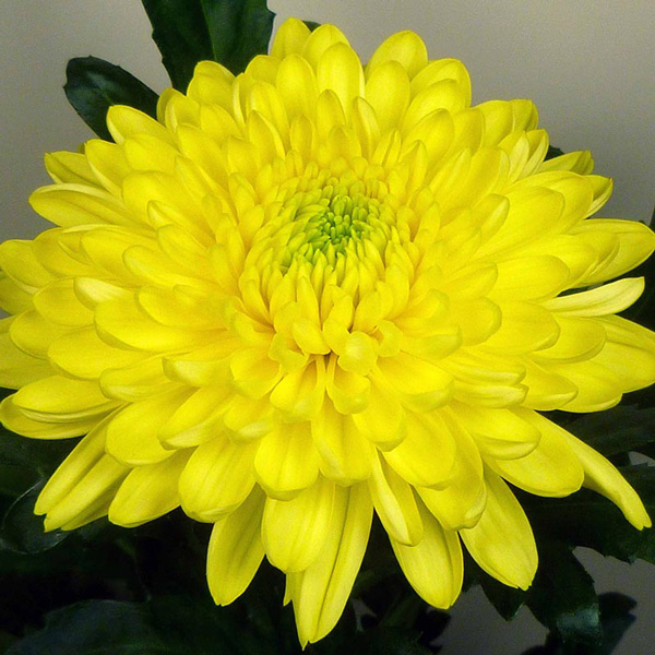 Chrysanthemum Zembla Sunny Yellow