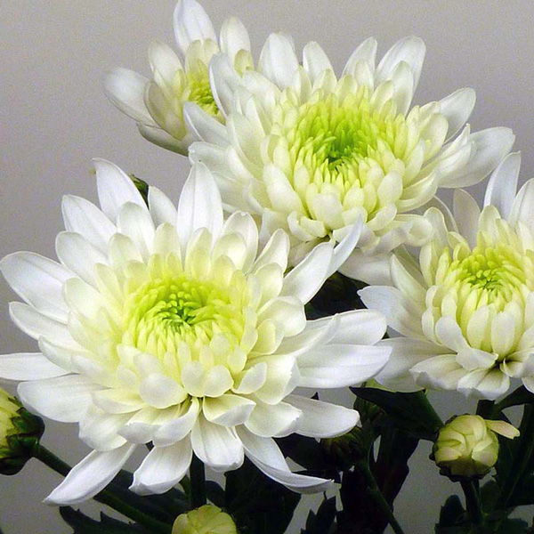 Chrysanthemum Zembla White