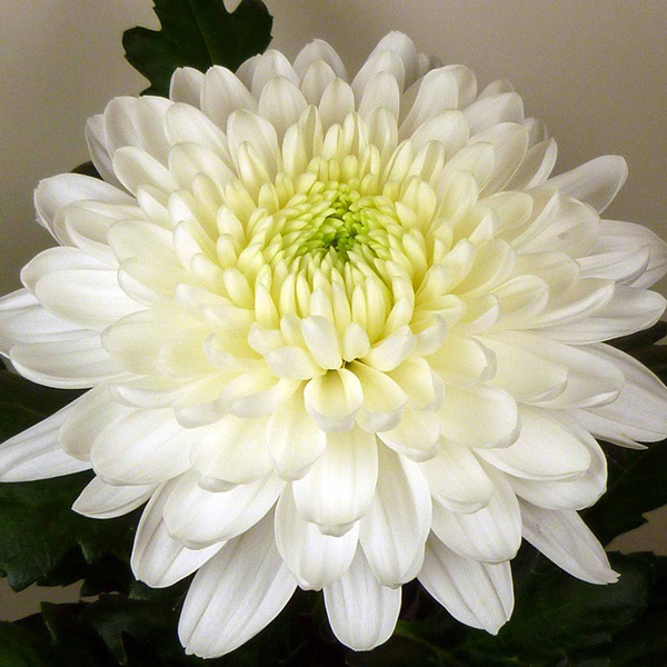 Chrysanthemum Zembla White