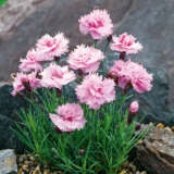 Dianthus Pikes Pink Lpodiappn - Garden Express Australia