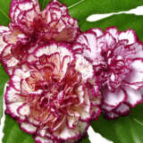 Dianthus Raspberry Ripple Lpodiarri - Garden Express Australia