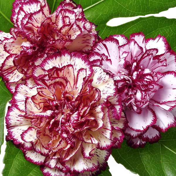 Dianthus Raspberry Ripple