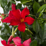 Dipladenia Marbella Red Lpldipmrd - Garden Express Australia