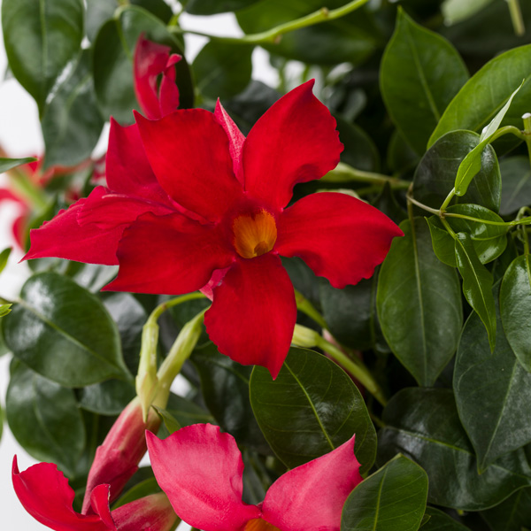 Dipladenia Marbella Red