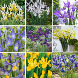 Dutch Iris Ultimate Collection Coldiruco - Garden Express Australia