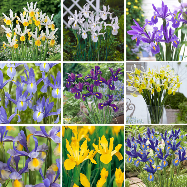 Dutch Iris Ultimate Collection