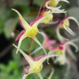 Epimedium Mardi Gras