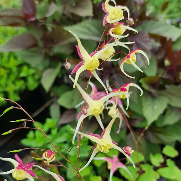 Epimedium Mardi Gras