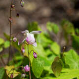 Epimedium Pink Blush P75epipbl - Garden Express Australia