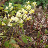 Epimedium Sulphureum