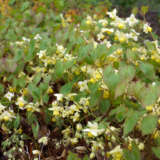 Epimedium Sulphureum P75episul - Garden Express Australia