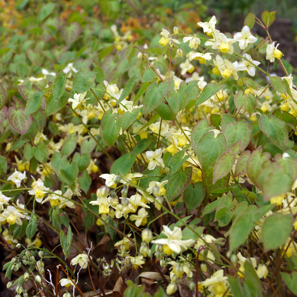 Epimedium Sulphureum