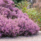 Erica Darley Dale Lpoeridda - Garden Express Australia