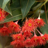 Eucalyptus Corymbia Summer Red P20eucsre - Garden Express Australia