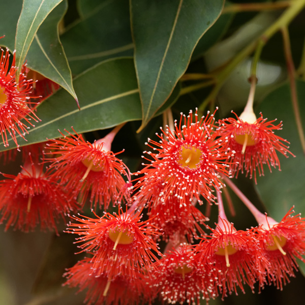 Eucalyptus (corymbia) Summer Red (pbr)