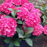 Hydrangea Tuxedo Pink P20hydtpi - Garden Express Australia