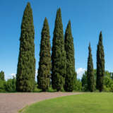 Italian Pencil Pine - Garden Express Australia