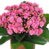 Kalanchoe Calandiva Birkin