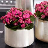 Kalanchoe Calandiva Birkin Lplkalcbi - Garden Express Australia