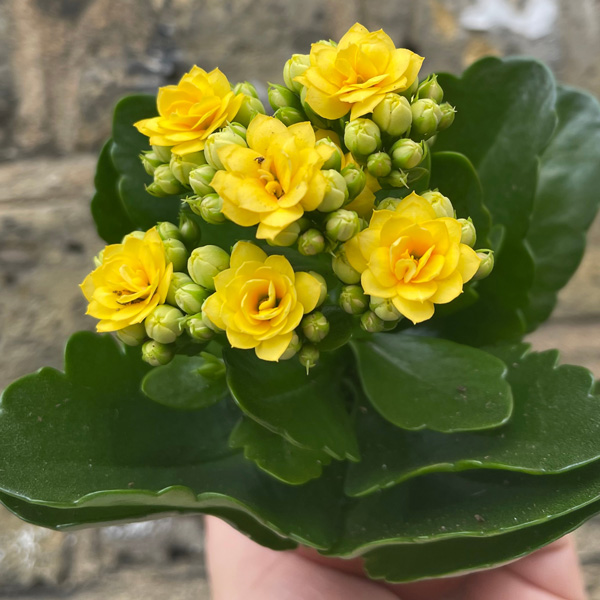 Kalanchoe Calandiva Brazil