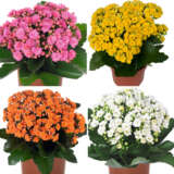 Kalanchoe Calandiva Collection Colkalcol - Garden Express Australia