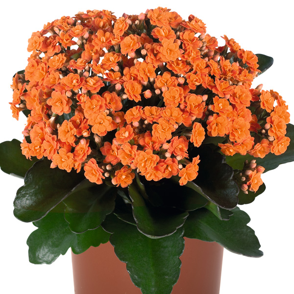 Kalanchoe Calandiva Rio