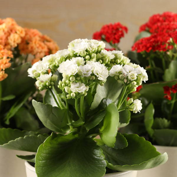 Kalanchoe Calandiva Whites