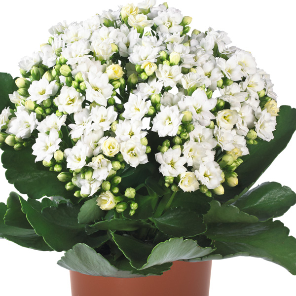 Kalanchoe Calandiva Whites