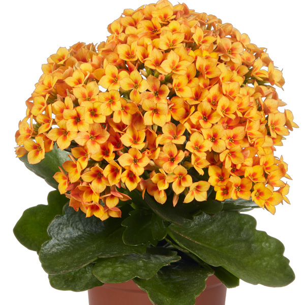 Kalanchoe Specialty Citrine