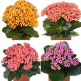 Kalanchoe Specialty Collection Colkalspc - Garden Express Australia