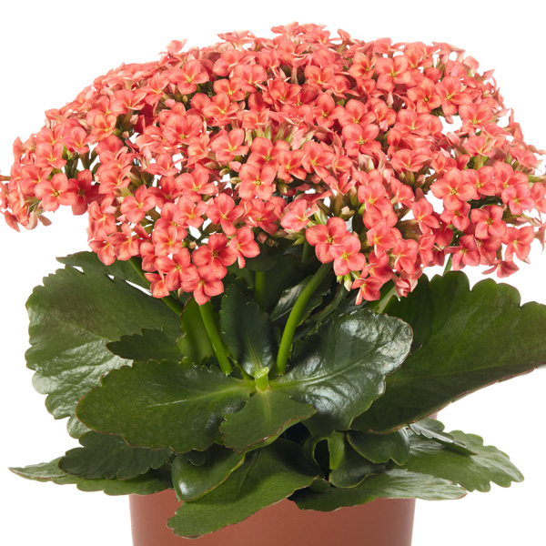 Kalanchoe Specialty Flair