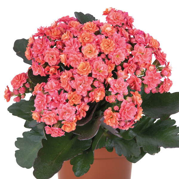 Kalanchoe Specialty Newton