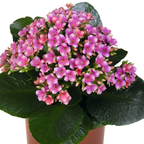 Kalanchoe Specialty Wevano