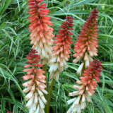 Kniphofia Orange Vanilla Popsicle